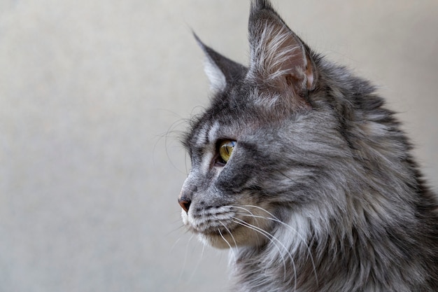 Retrato de um adorável gato Maine Coon. Clínica de cuidado de animais domésticos