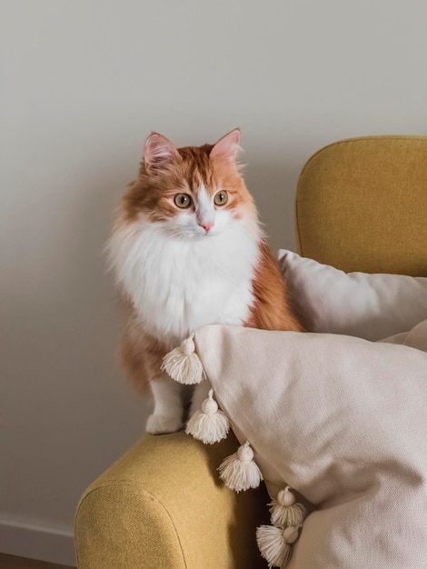 Retrato de um adorável gato vermelho sentado em uma poltrona amarela ao lado de um travesseiro decorativo na sala de estar