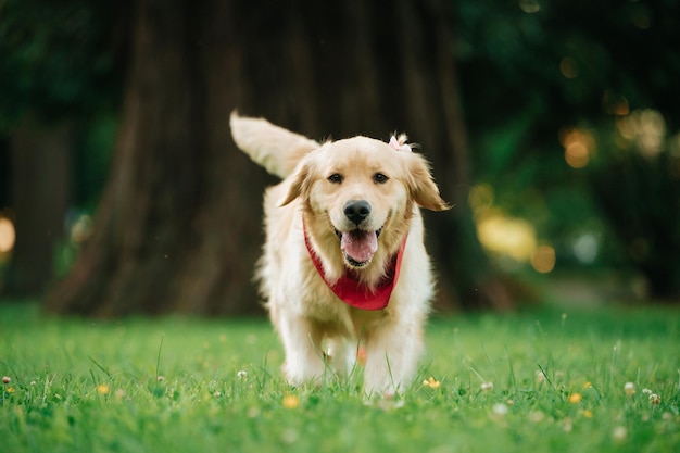 Retrato de um adorável Golden Retriever com uma bandana vermelha em um parque com fundo embaçado