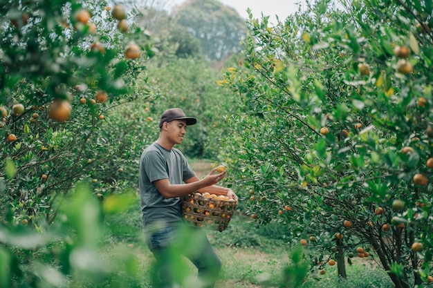 Retrato de um agricultor masculino feliz colhendo frutas de laranja em um campo de laranjeira