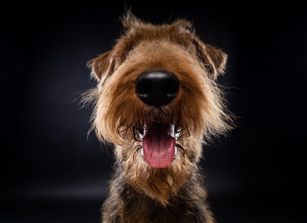 Retrato de um Airedale Terrier em close-up filmado em um fundo preto em um estúdio fotográfico