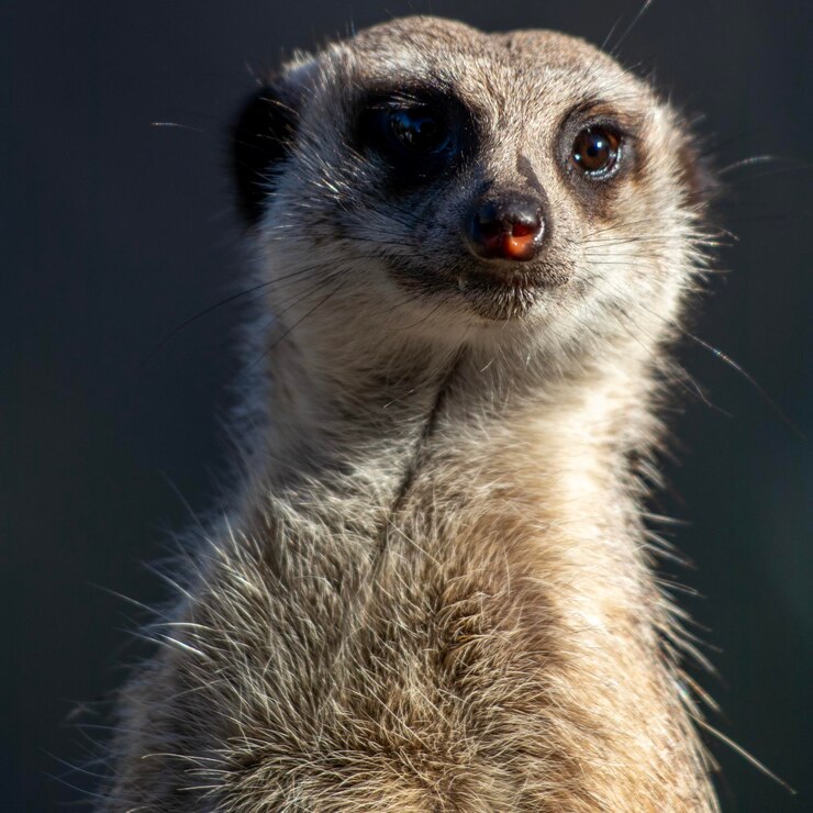 Foto retrato de um animal em close-up