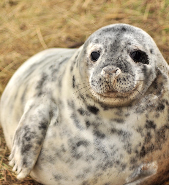 Foto retrato de um animal em close-up