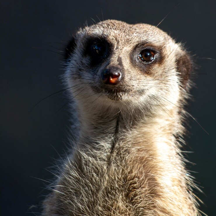 Foto retrato de um animal em close-up