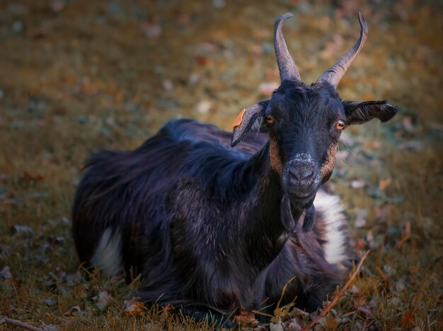 Foto retrato de um animal no campo