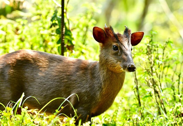 Foto retrato de um animal no campo