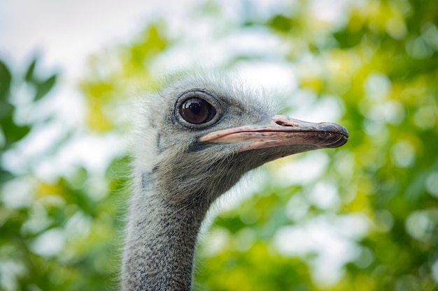 Retrato de um avestruz engraçado. Cabeça de um close-up de avestruz.