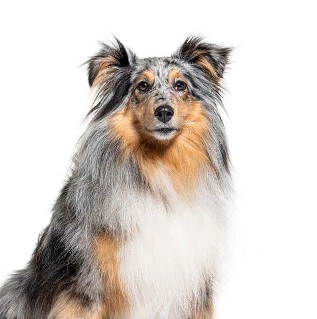 Retrato de um azul merle Sheltie isolado