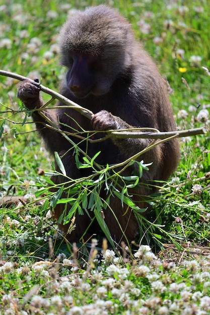 Foto retrato de um babuíno hamadryas segurando um galho