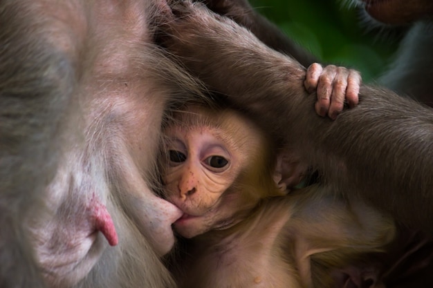 Retrato de um bebê macaco rhesus macaque bebendo leite materno