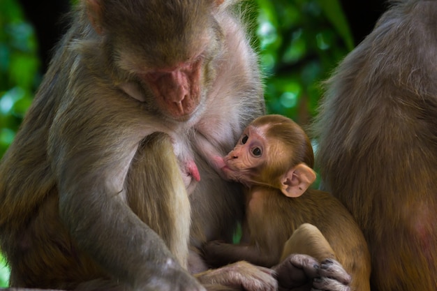 Retrato de um bebê macaco rhesus macaque bebendo leite materno