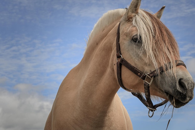 Retrato de um belo cavalo de fiorde norueguês