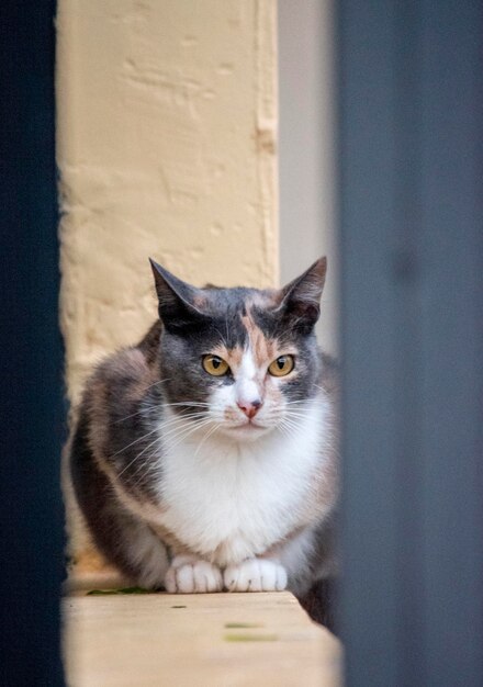 Foto retrato de um belo gato branco e cinza