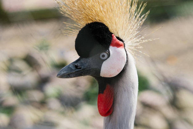 Retrato de um belo grou-coroado no zoológico