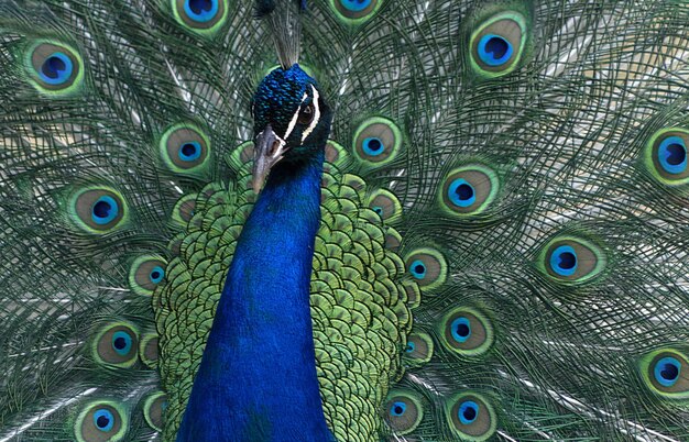 Foto retrato de um belo pavão com penas de pássaro grande e brilhante