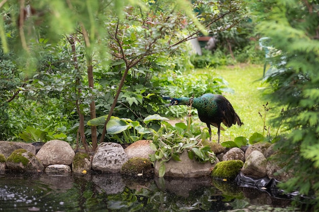 Retrato de um belo pavão com penas em grandes cores metálicas pavão indiano ou azul pavão macho brilhantemente colorido forrageando através do parque neben den pond