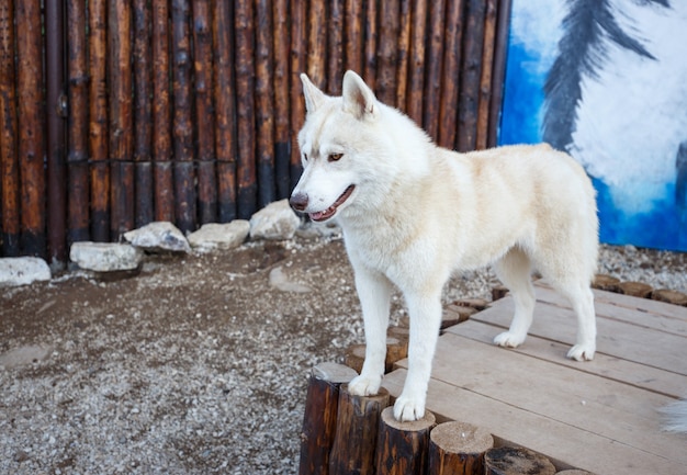 Retrato de um belo pé de husky de cão siberiano na madeira.