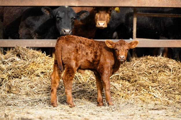 Foto retrato de um bezerro castanho na fazenda e vacas ao fundo