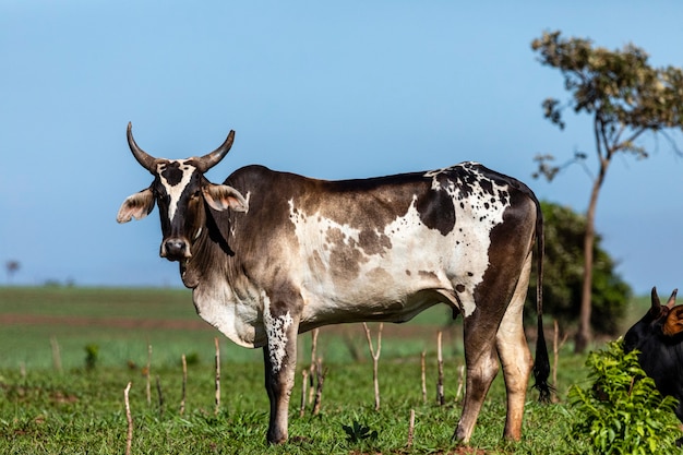 Retrato de um boi