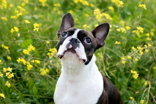 Retrato de um bonito Boston Terrier