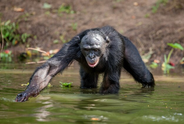 Retrato de um bonobo na natureza