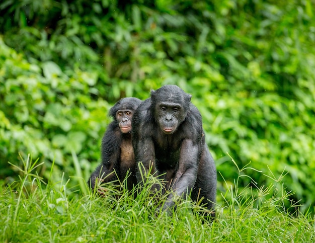 Retrato de um bonobo na natureza