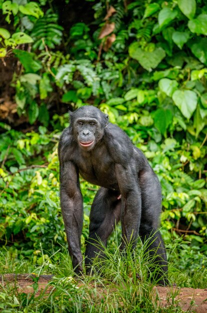 Retrato de um bonobo na natureza