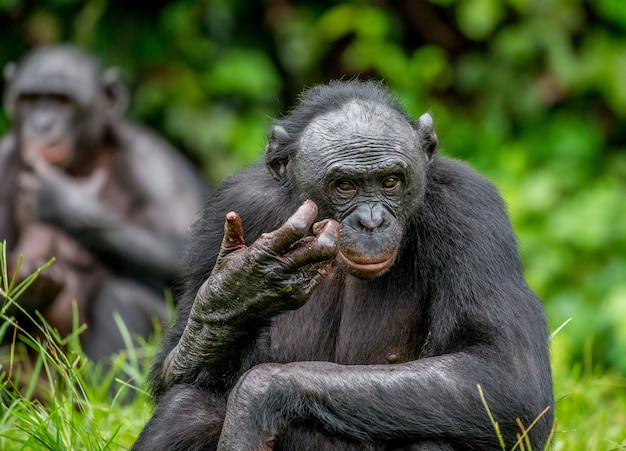 Retrato de um bonobo na natureza
