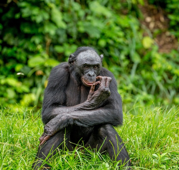 Retrato de um bonobo na natureza