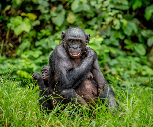 Retrato de um bonobo na natureza