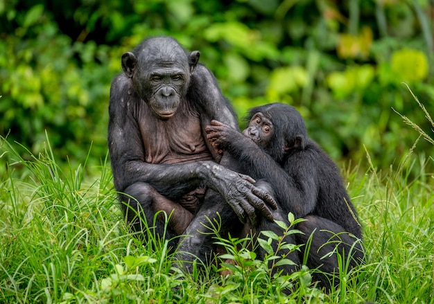 Retrato de um bonobo na natureza