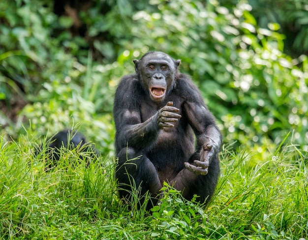 Retrato de um bonobo na natureza