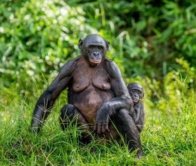 Retrato de um bonobo na natureza