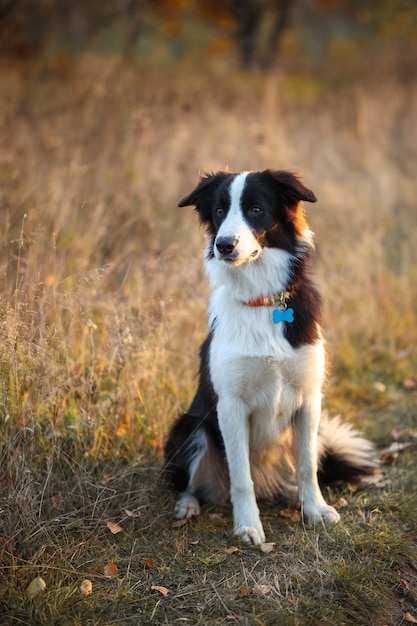 Retrato de um Border Collie contra o fundo de um campo amarelo de outono