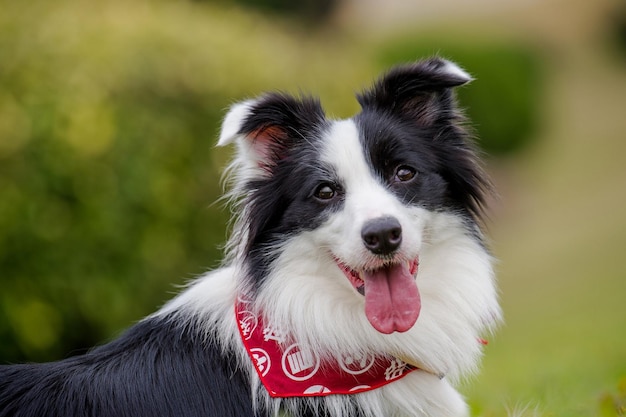 Retrato de um border collie preto e branco no parque.