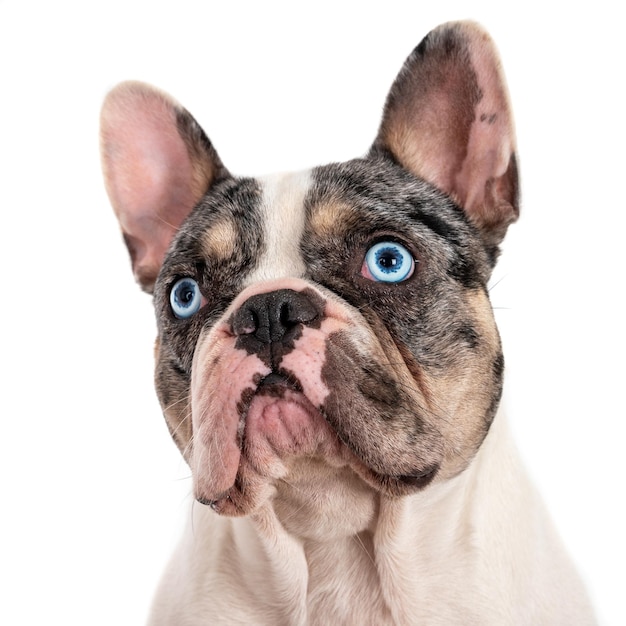 Foto retrato de um buldogue francês contra branco