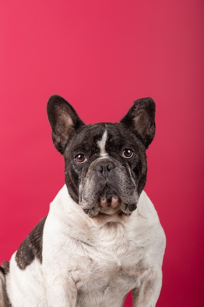 Retrato de um buldogue francês na parede vermelha do estúdio