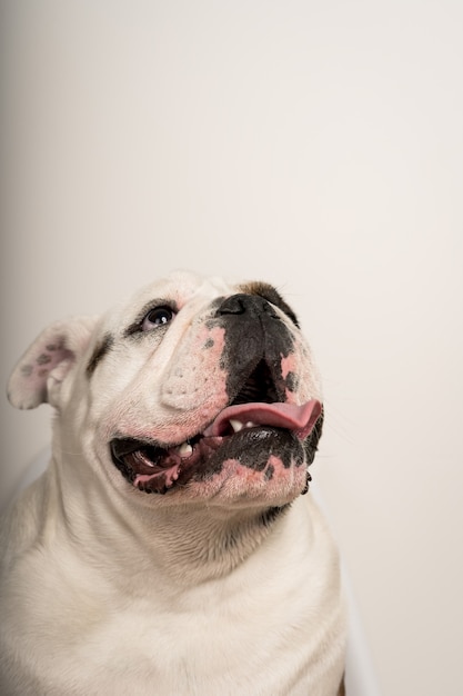 Foto retrato de um bulldog fofo com a língua de fora, olhando para um fundo branco com espaço de cópia