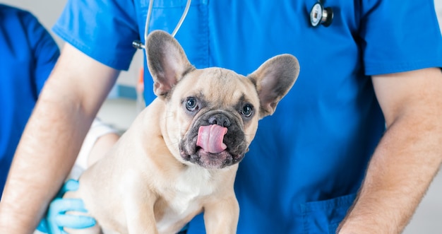 Retrato de um bulldog francês. conceito de medicina veterinária. cães com raça. animais engraçados