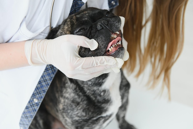 Retrato de um Bulldog Francês Conceito de medicina veterinária Cães de pedigree Animais engraçados Mídia mista