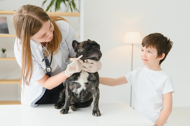 Retrato de um Bulldog Francês Conceito de medicina veterinária Cães de pedigree Animais engraçados Mídia mista