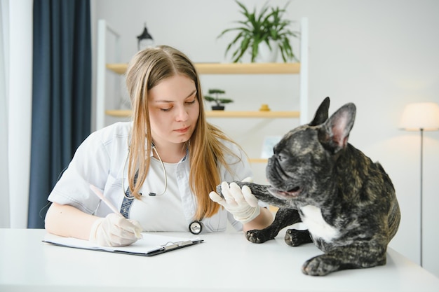 Retrato de um Bulldog Francês Conceito de medicina veterinária Cães de pedigree Animais engraçados Mídia mista