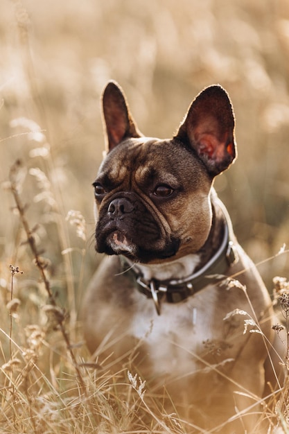 Retrato de um bulldog francês marrom ao pôr do sol em um campo