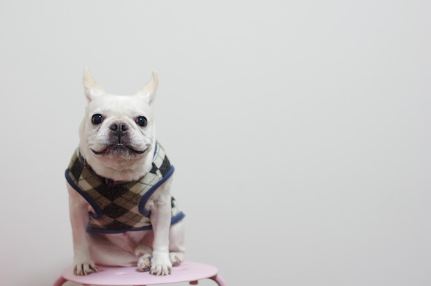 Retrato de um bulldog francês sentado contra a parede