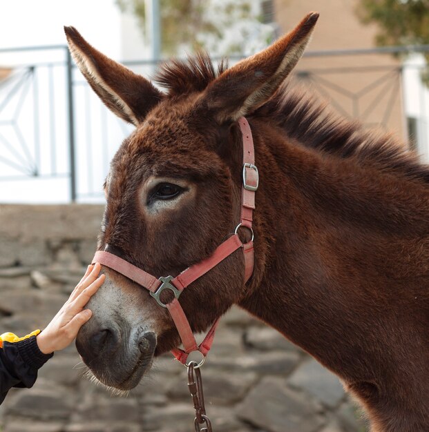 Foto retrato de um burro na fazenda.