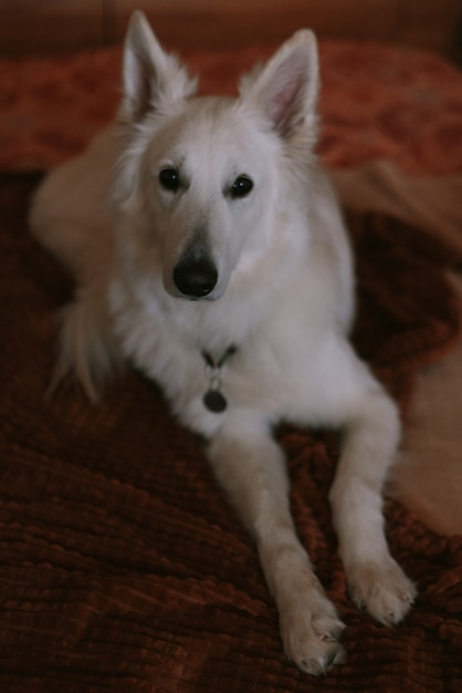 Foto retrato de um cachorrão brincando em casa