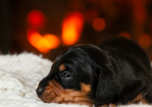 Retrato de um cachorrinho bassê lindo, fofo e gentil