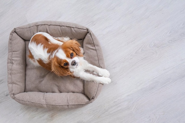 Retrato de um cachorrinho bonito em cão ruim em fundo cinza Cavalier King Charles Spaniel Blenheim