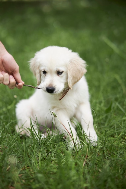 Retrato de um cachorrinho brincalhão de um cão retriever dourado de raça pura O cachorrinho Retriever senta-se na grama