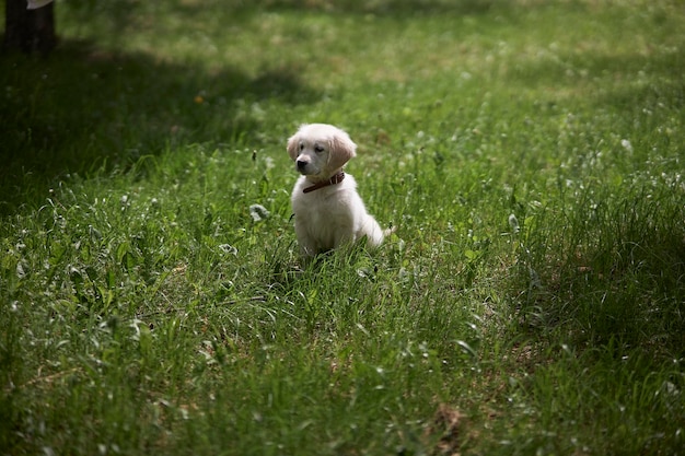 Retrato de um cachorrinho brincalhão de um cão retriever dourado de raça pura O cachorrinho Retriever senta-se na grama